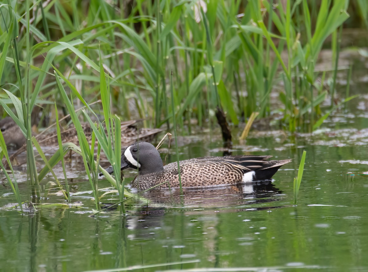 Blue-winged Teal - ML455357121