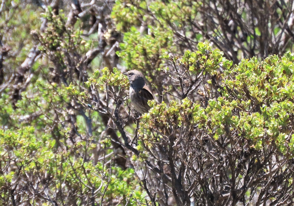 Bell's Sparrow - ML455362301