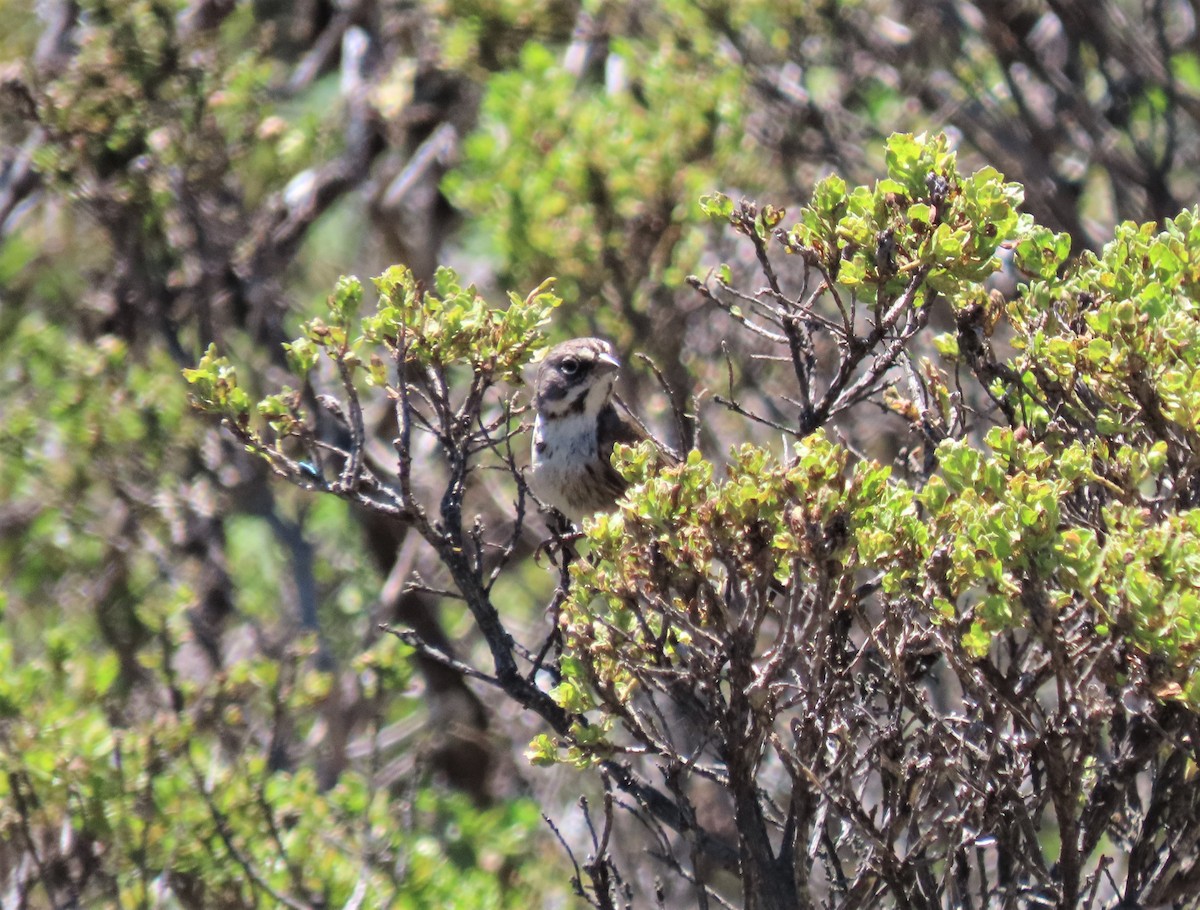 Bell's Sparrow - ML455362411