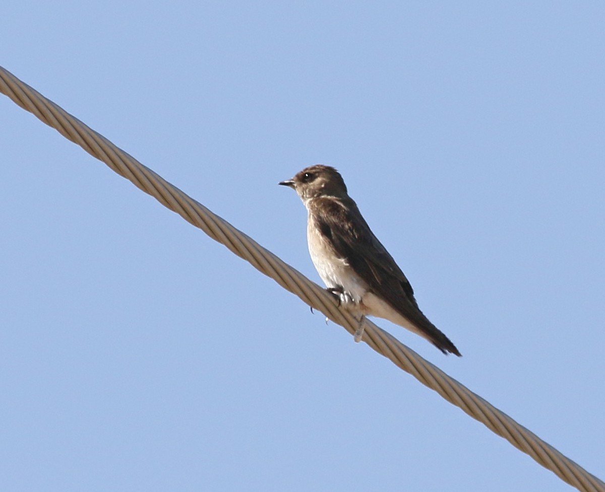 Northern Rough-winged Swallow - ML455362691