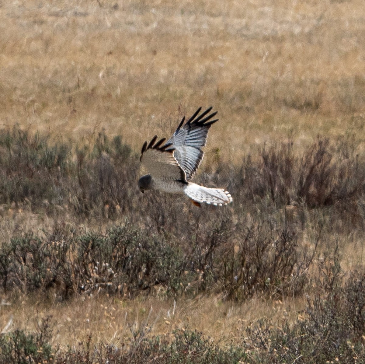 Northern Harrier - Nancy Newland