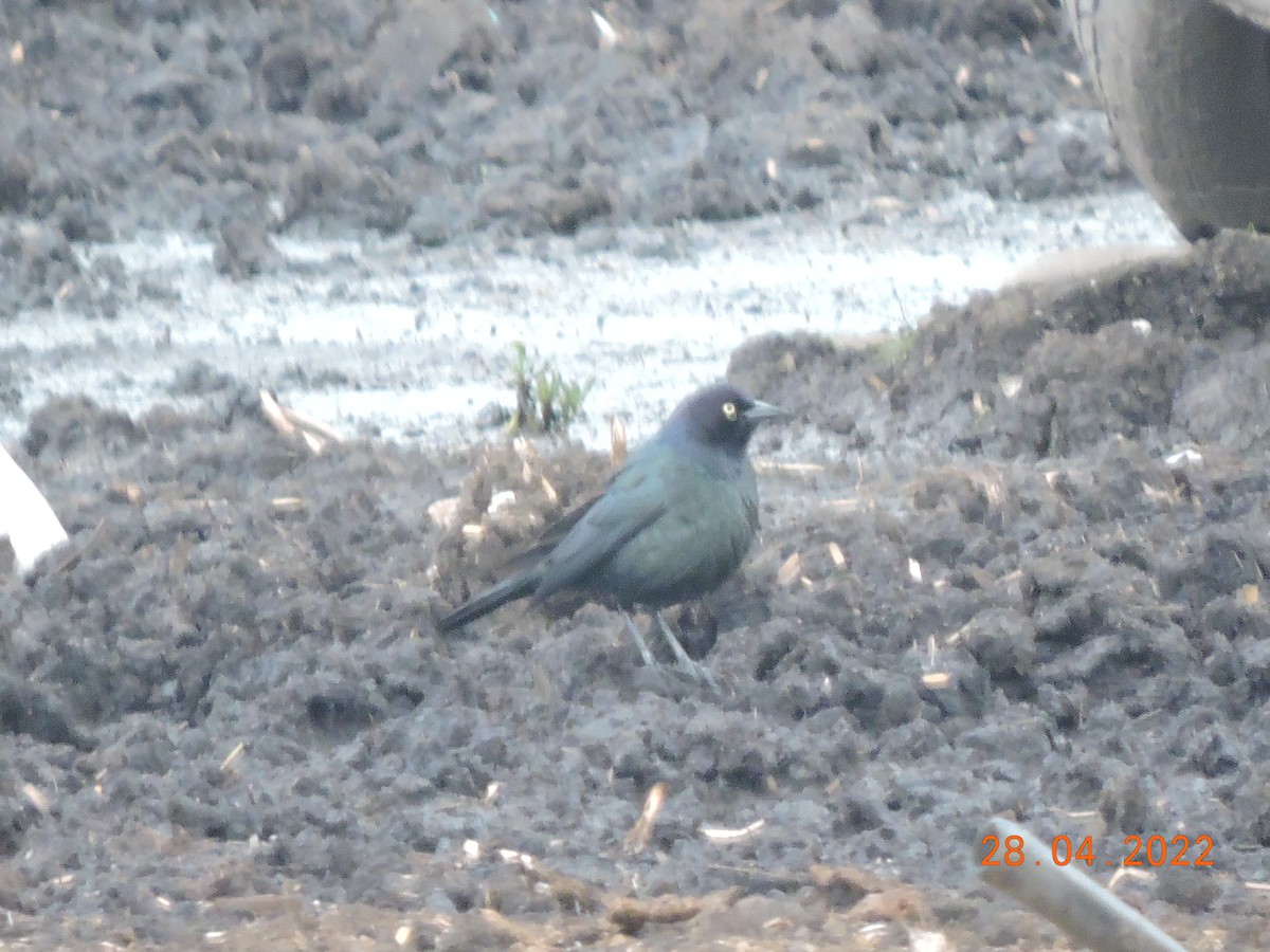 Brewer's Blackbird - ML455365711