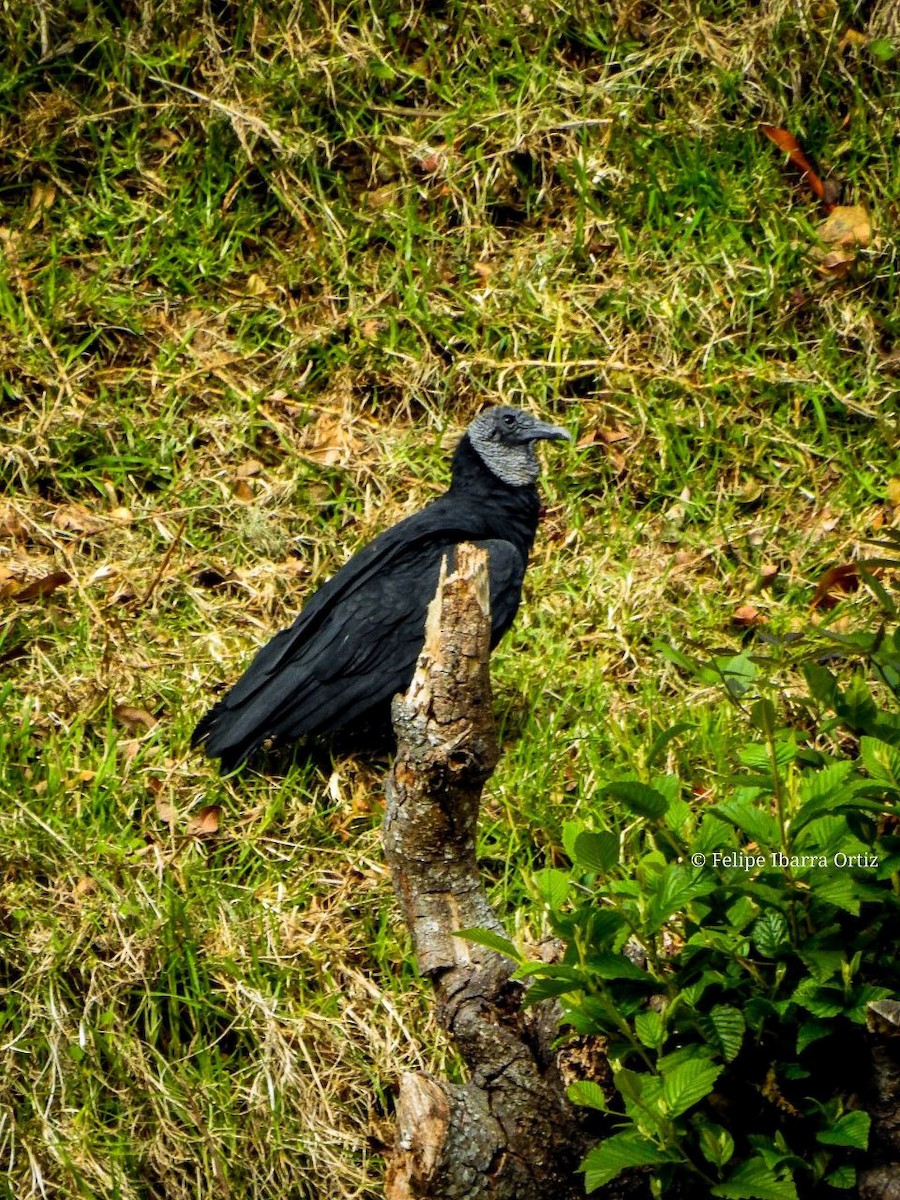 Black Vulture - Andrés Felipe Ibarra Ortiz