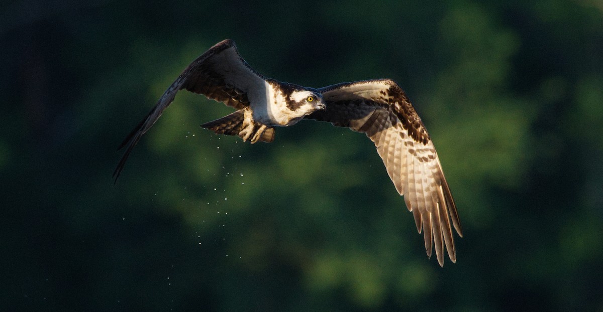 Osprey - ML455366591