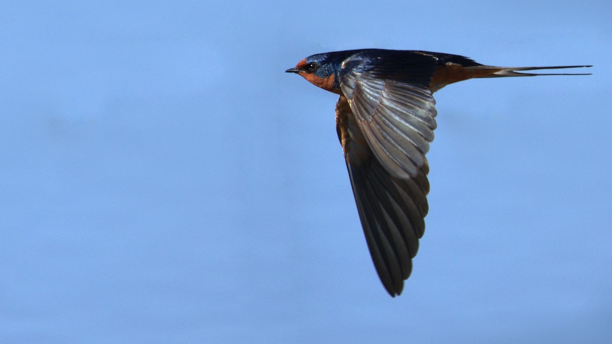 Barn Swallow - ML455366701