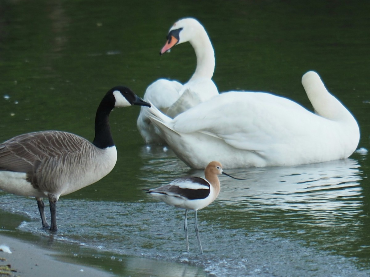 Avoceta Americana - ML455367251