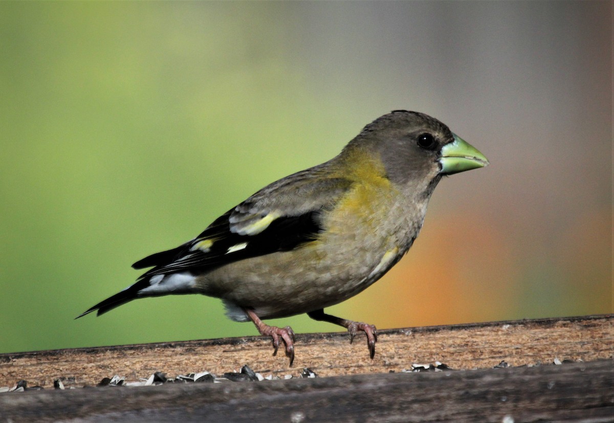 Evening Grosbeak - Nels Nelson