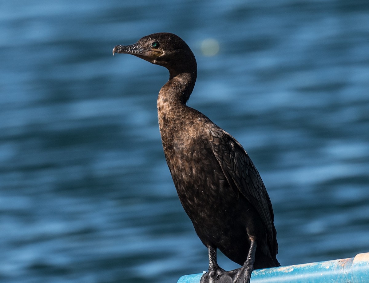 Neotropic Cormorant - Lee Bush