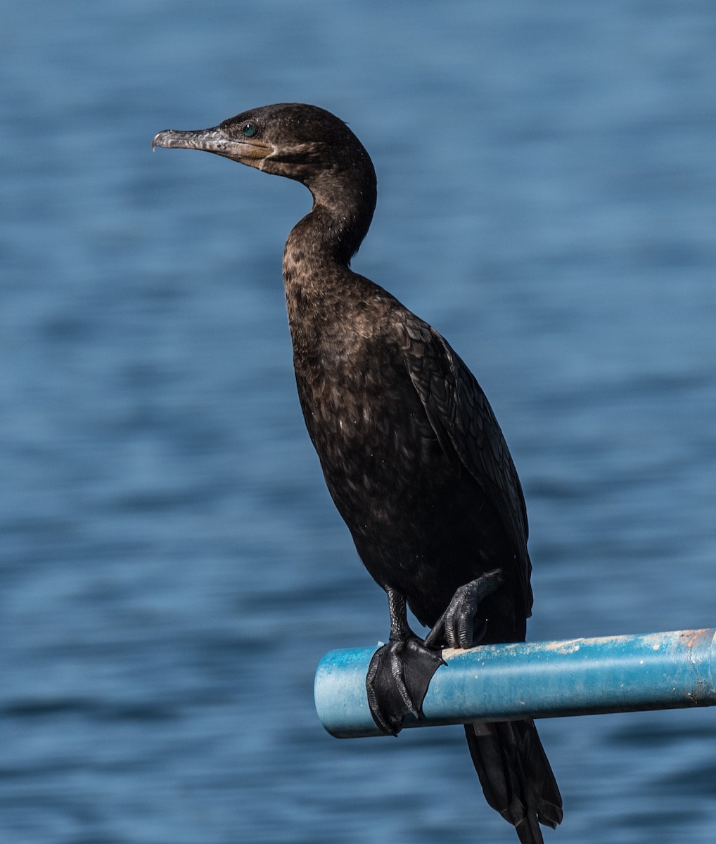 Neotropic Cormorant - Lee Bush