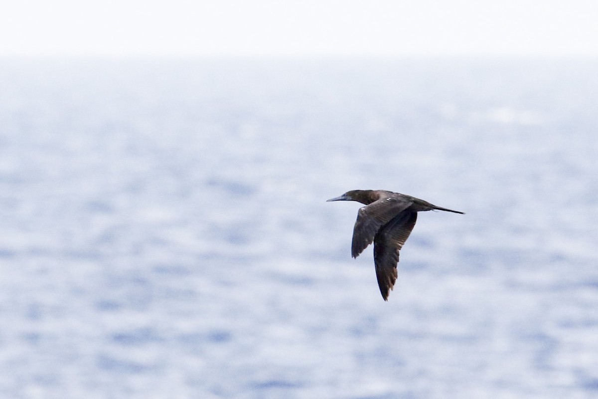 Brown Booby - ML455369381