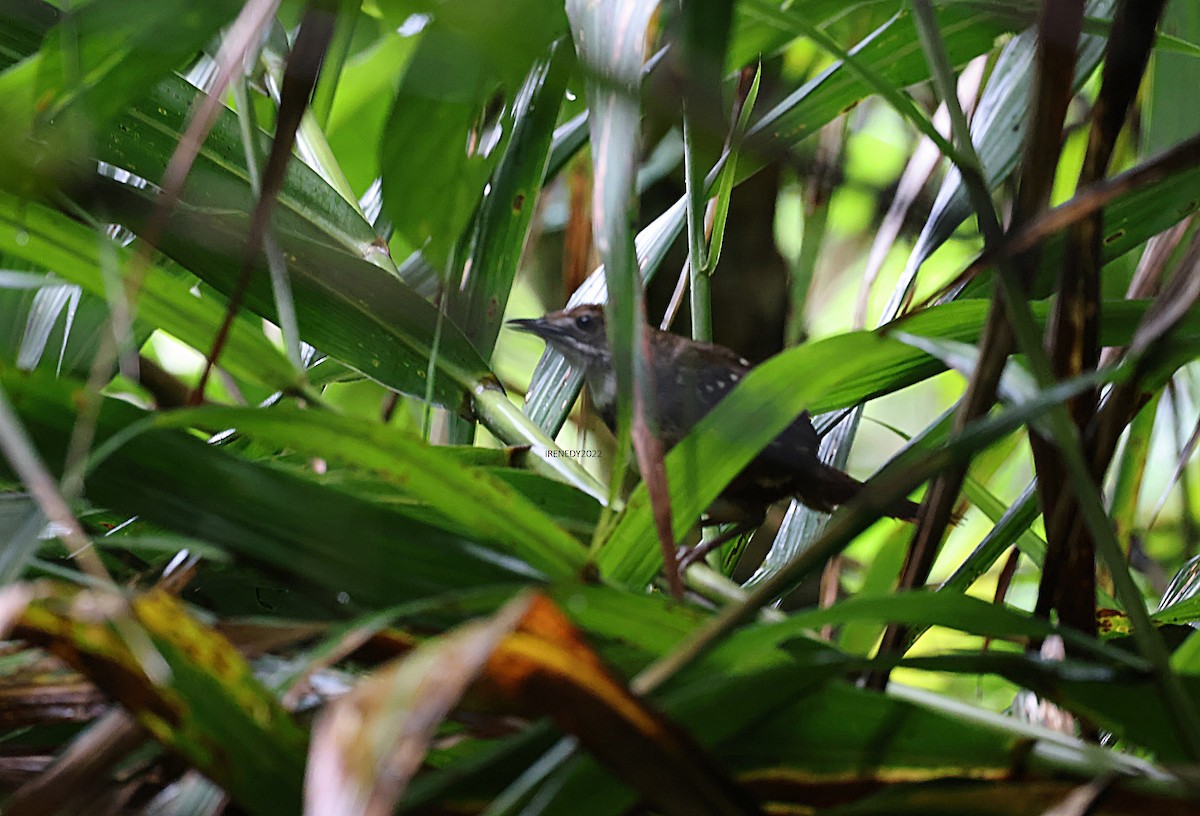 Bicol Ground-Warbler - ML455369541