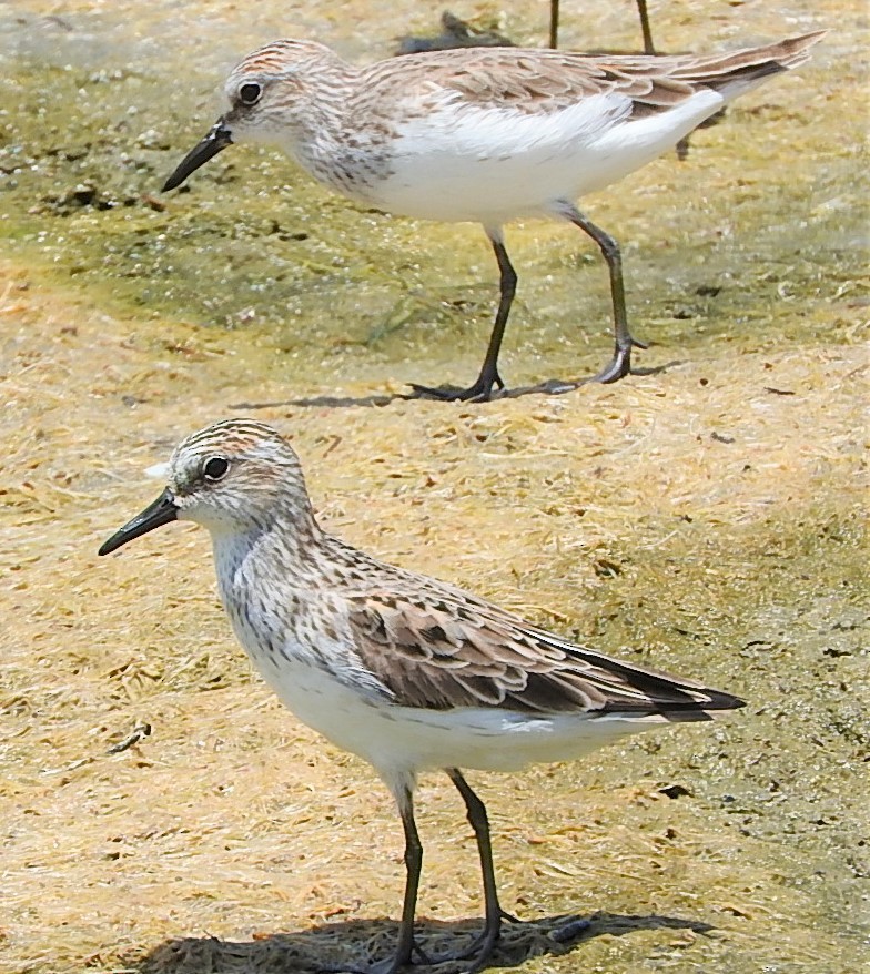 Semipalmated Sandpiper - ML455370721