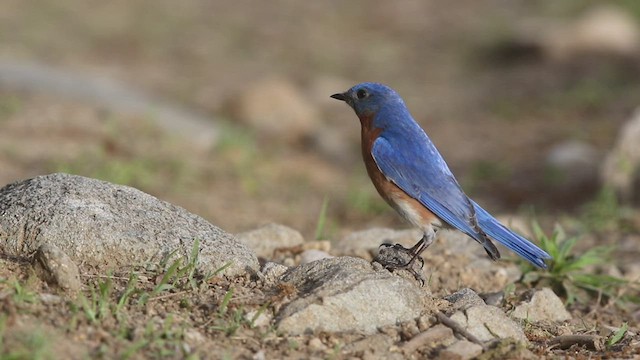 Eastern Bluebird - ML455370891