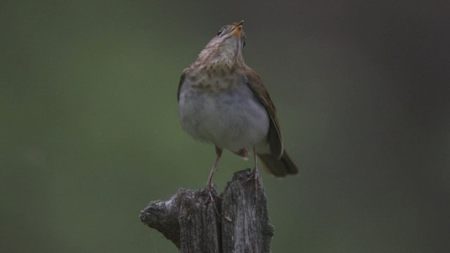 Veery - ML455371291