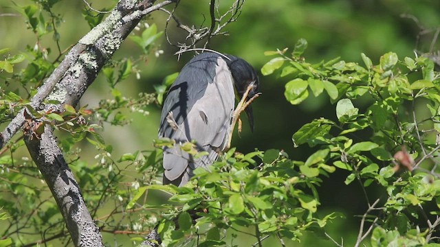 Black-crowned Night Heron - ML455371581