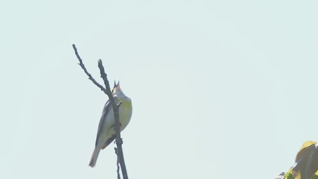 Brewster's Warbler (hybrid) - ML455371881