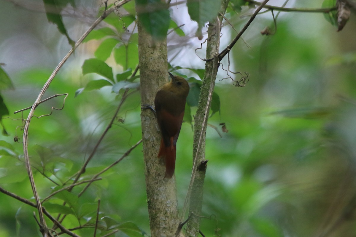 Olivaceous Woodcreeper - ML45537201