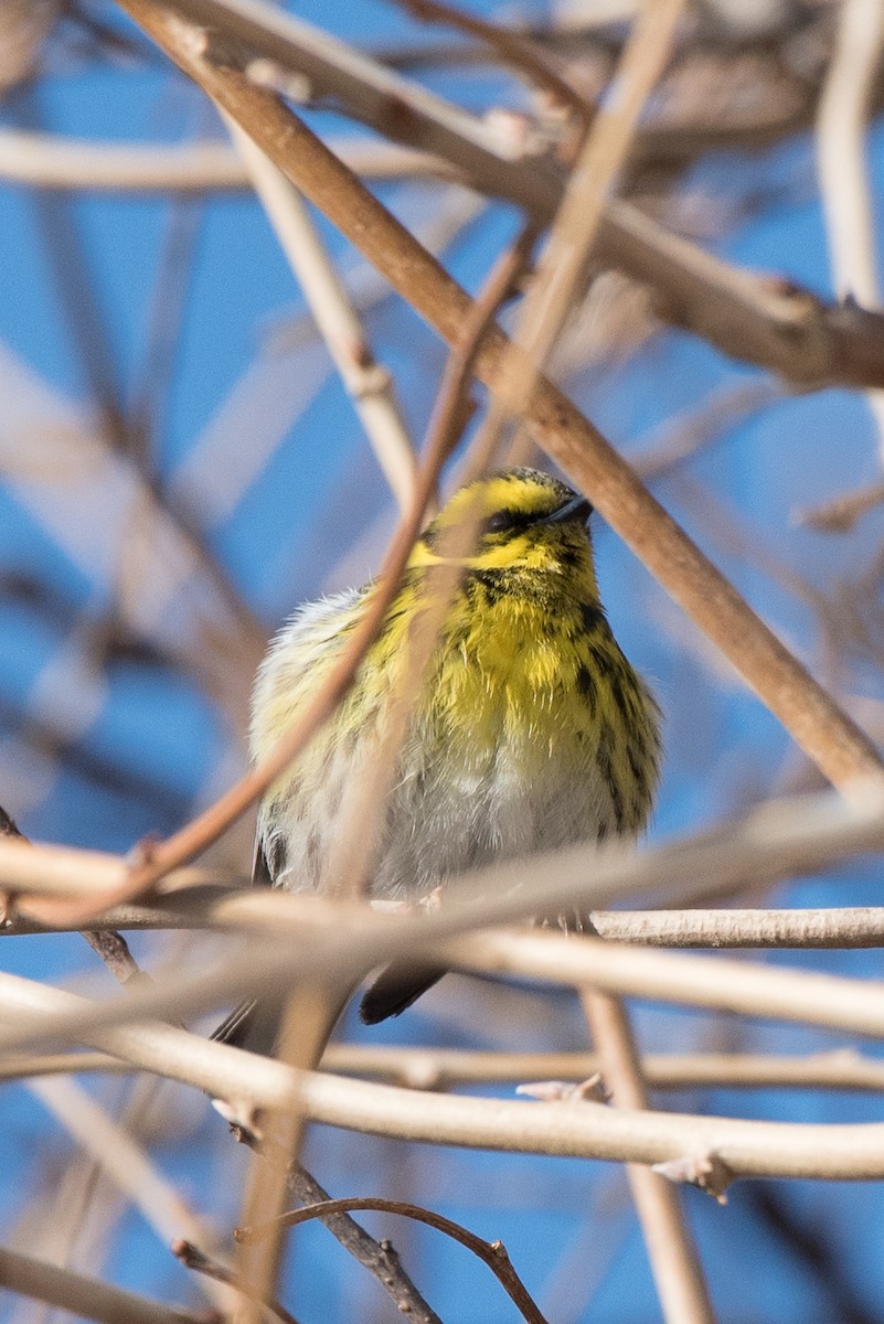 Townsend's Warbler - ML45537231