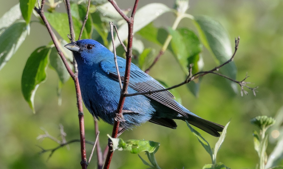 Indigo Bunting - ML455372391