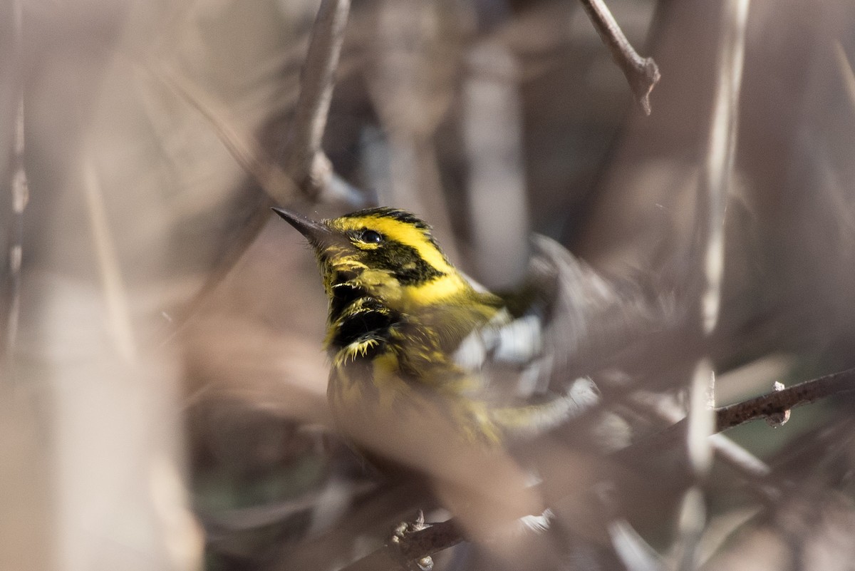 Townsend's Warbler - Karol Pasquinelli