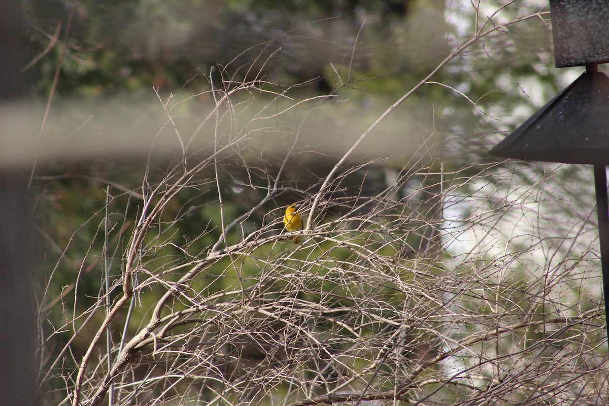 Bullock's Oriole - ML45537321