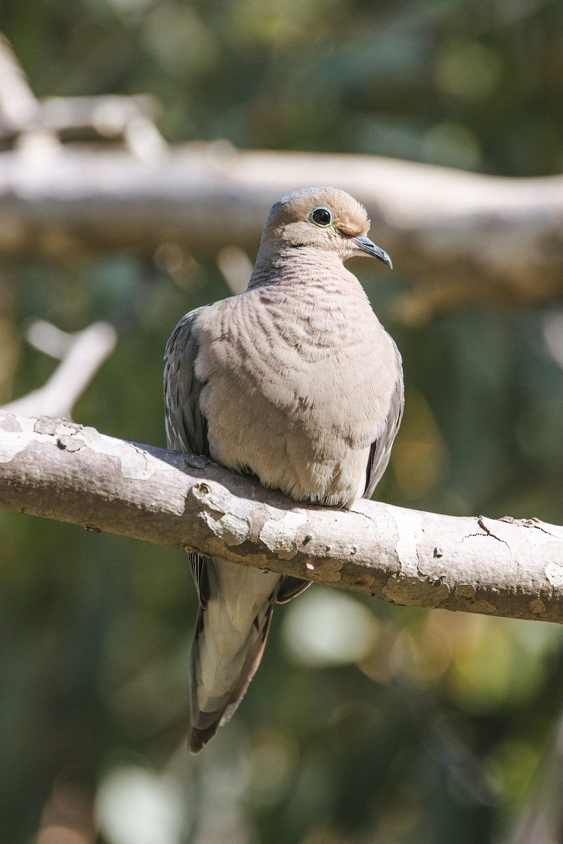 Mourning Dove - ML455374761