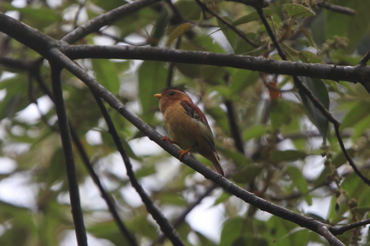 Piprites Capirotado - ML45537651