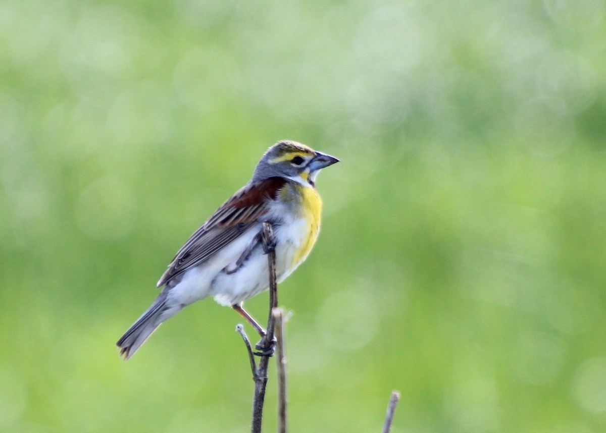 Dickcissel - ML455376861