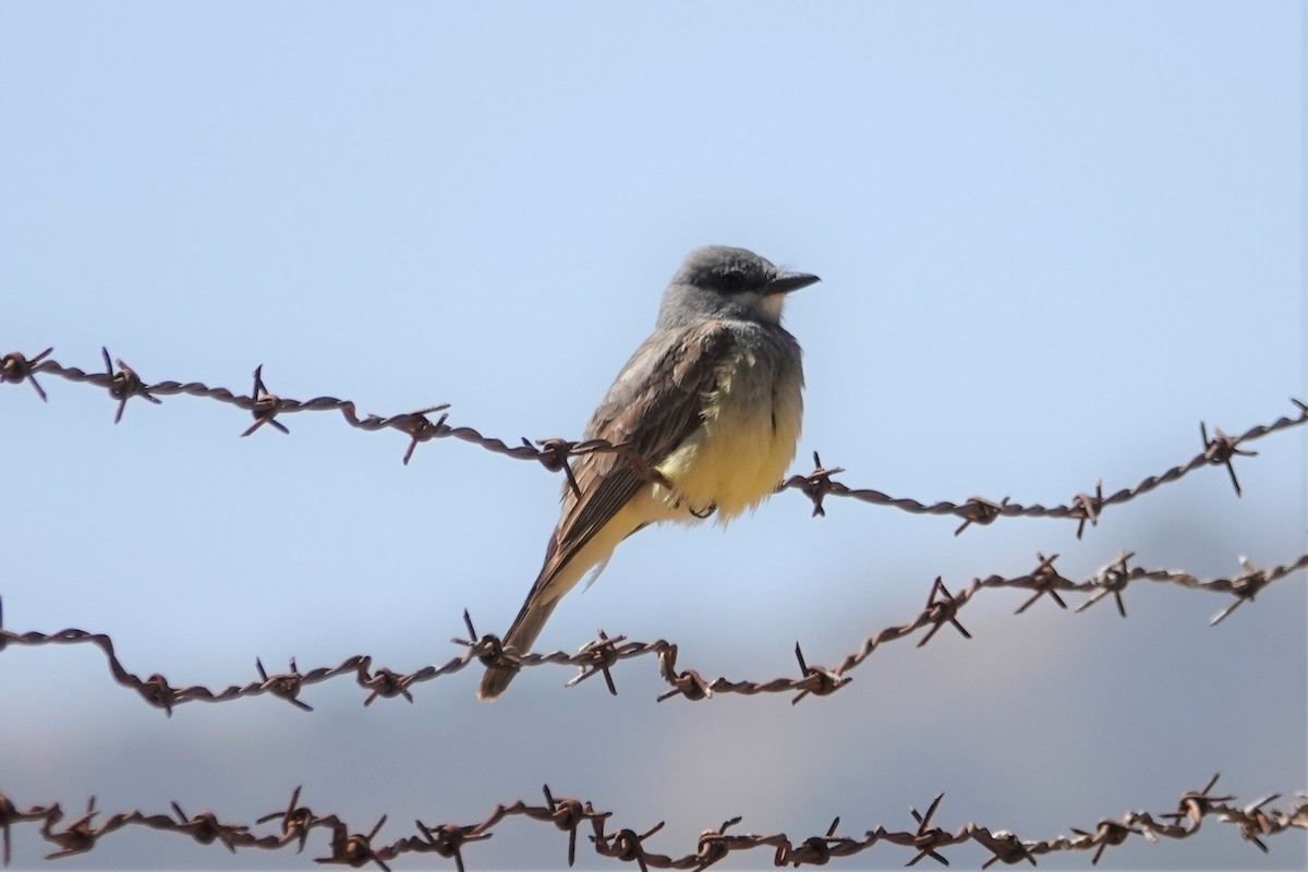 Cassin's Kingbird - ML455379701