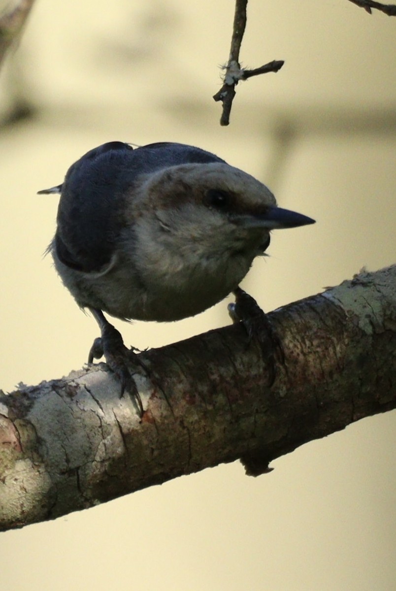 Brown-headed Nuthatch - ML455380401