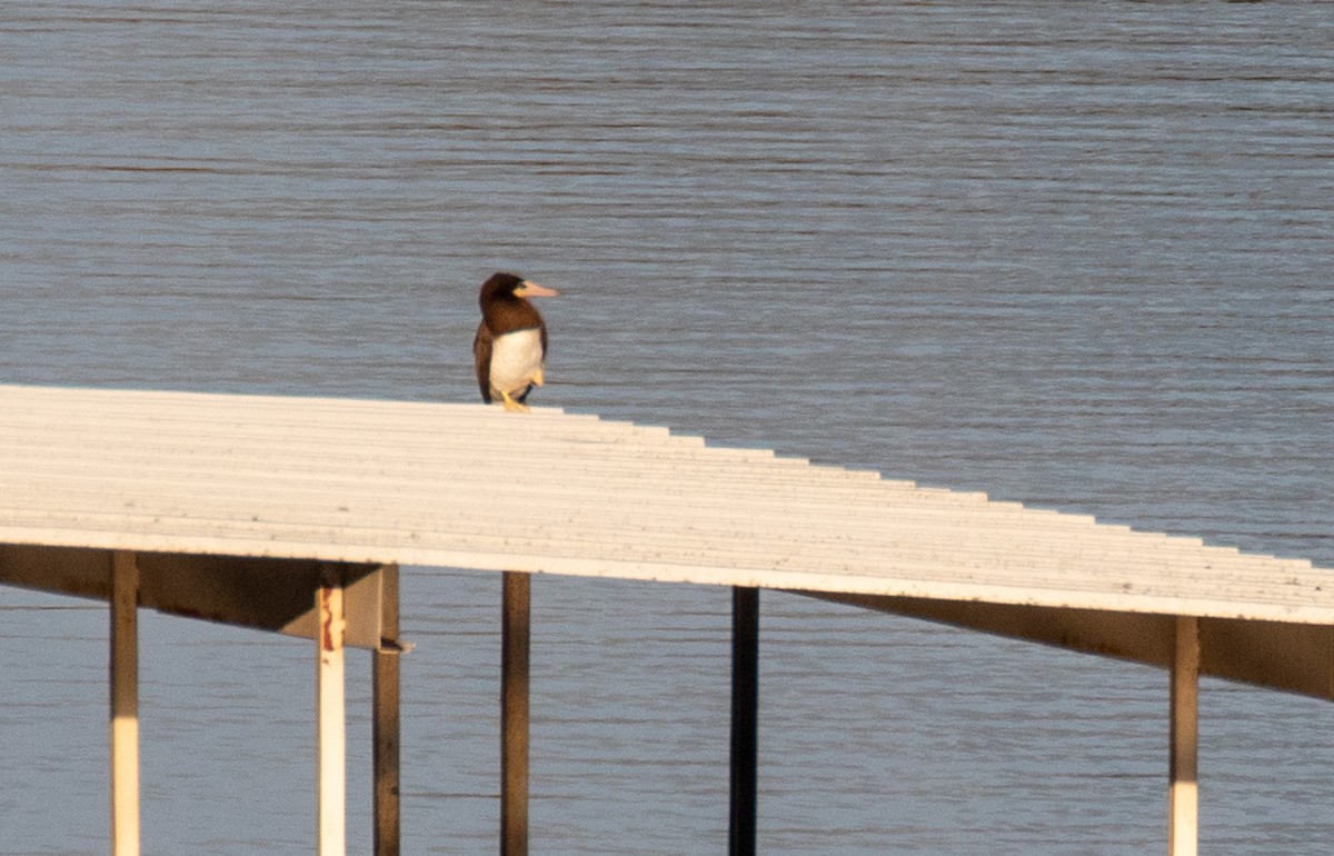 Brown Booby - ML455380621