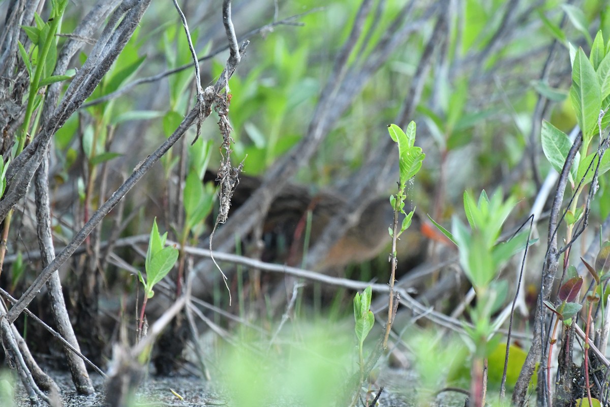 Virginia Rail - ML455381071