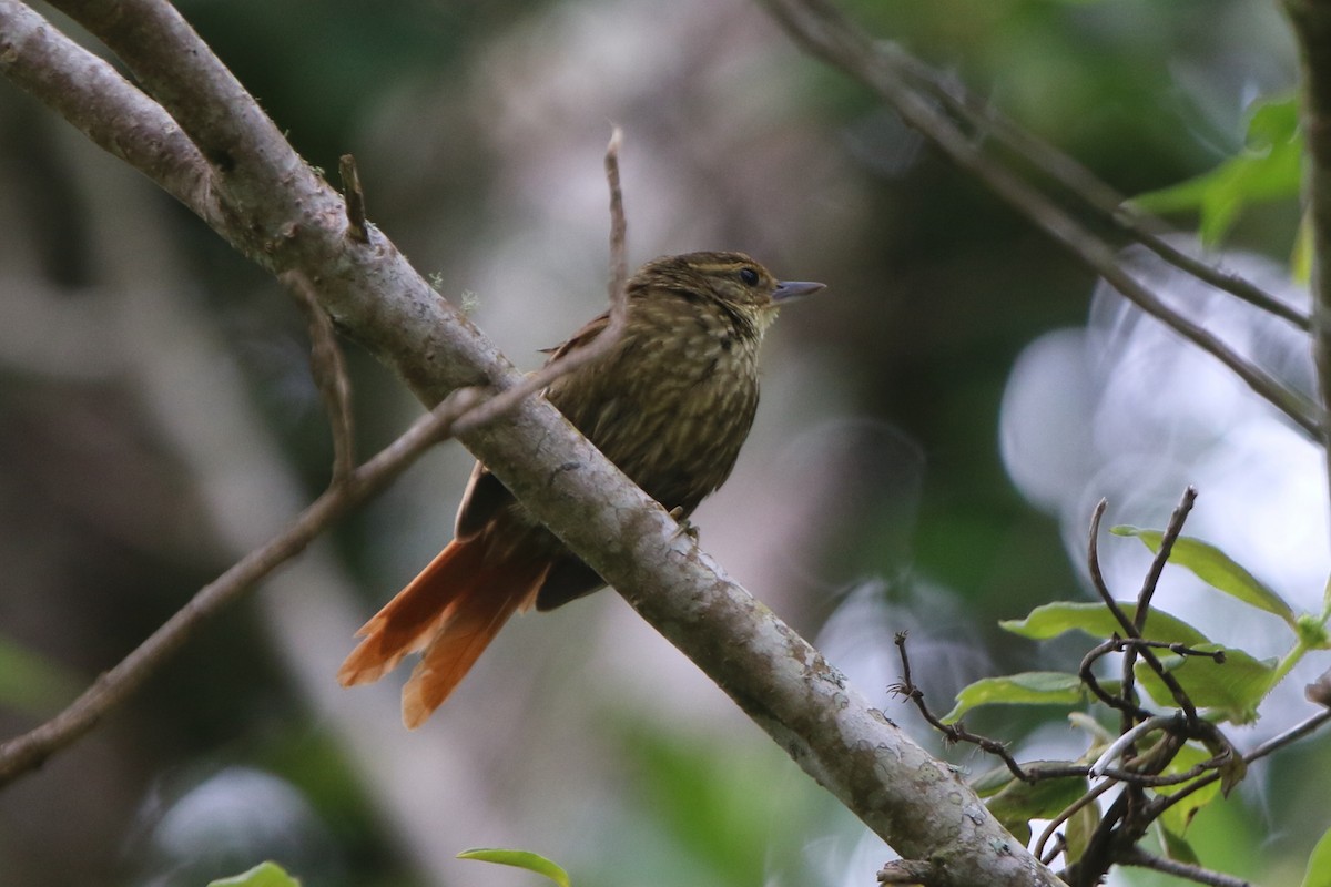 Buff-browed Foliage-gleaner - ML45538211