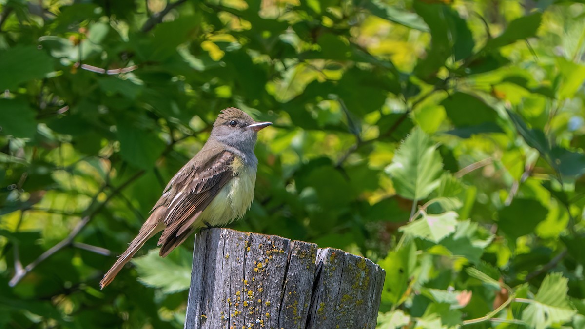 Great Crested Flycatcher - ML455382111