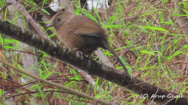 Bhutan Laughingthrush - ML455382961