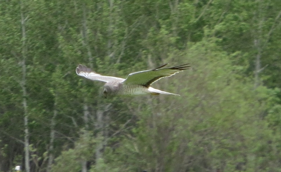 Northern Harrier - ML455384931