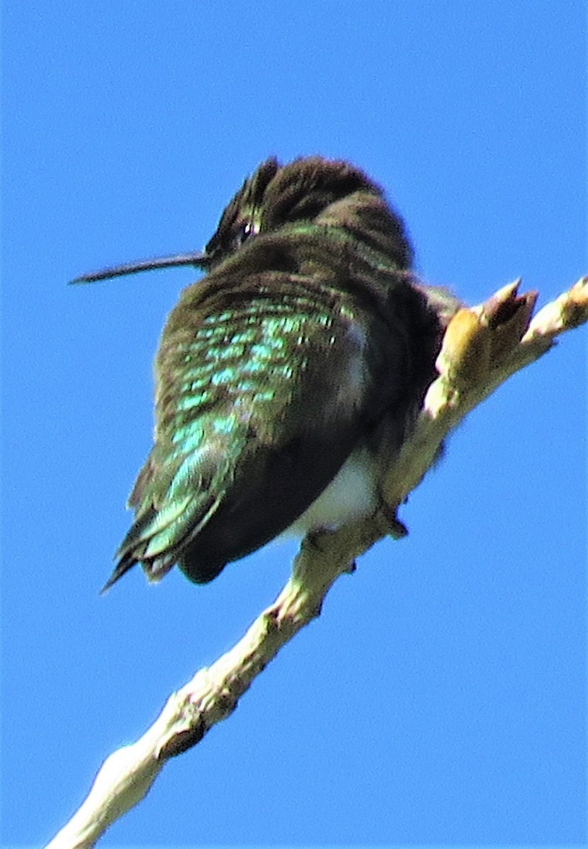 Broad-tailed Hummingbird - Patrick O'Driscoll