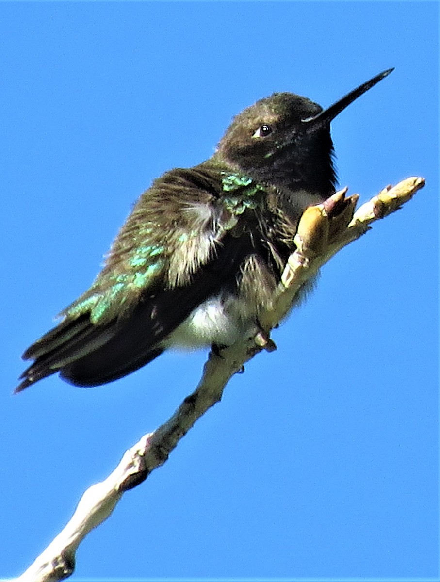 Broad-tailed Hummingbird - ML455384971