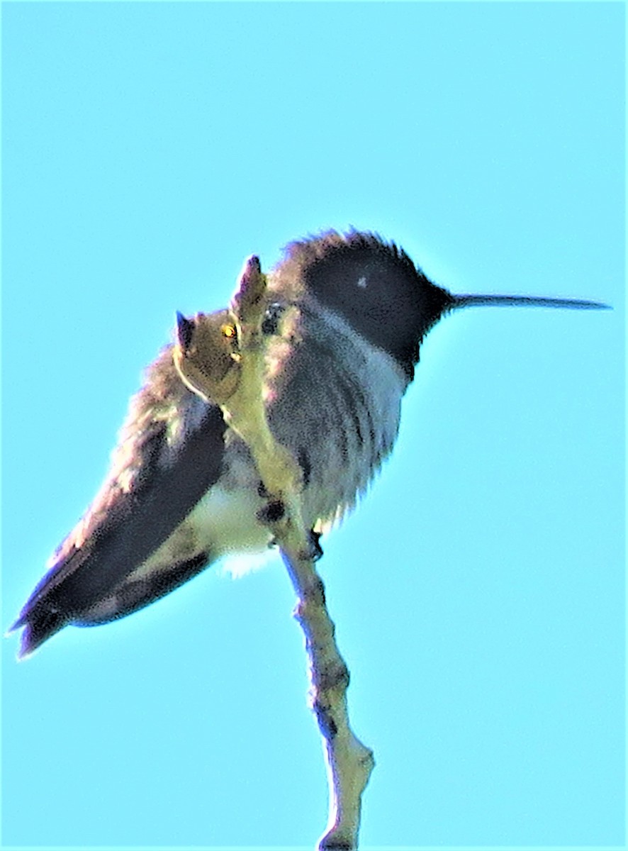 Broad-tailed Hummingbird - ML455384981