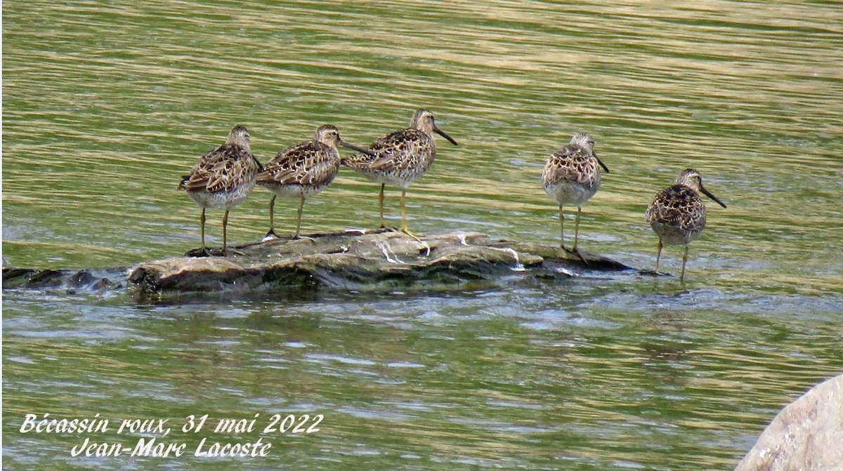 Short-billed Dowitcher - Jean-Marc Lacoste