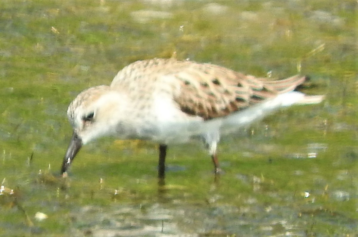 Semipalmated Sandpiper - ML455385261