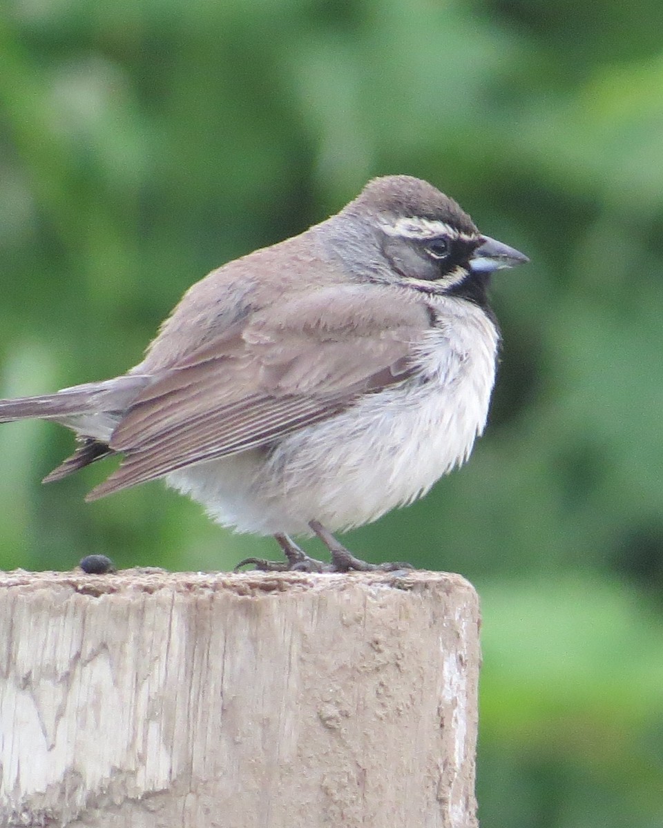 Black-throated Sparrow - ML455385621