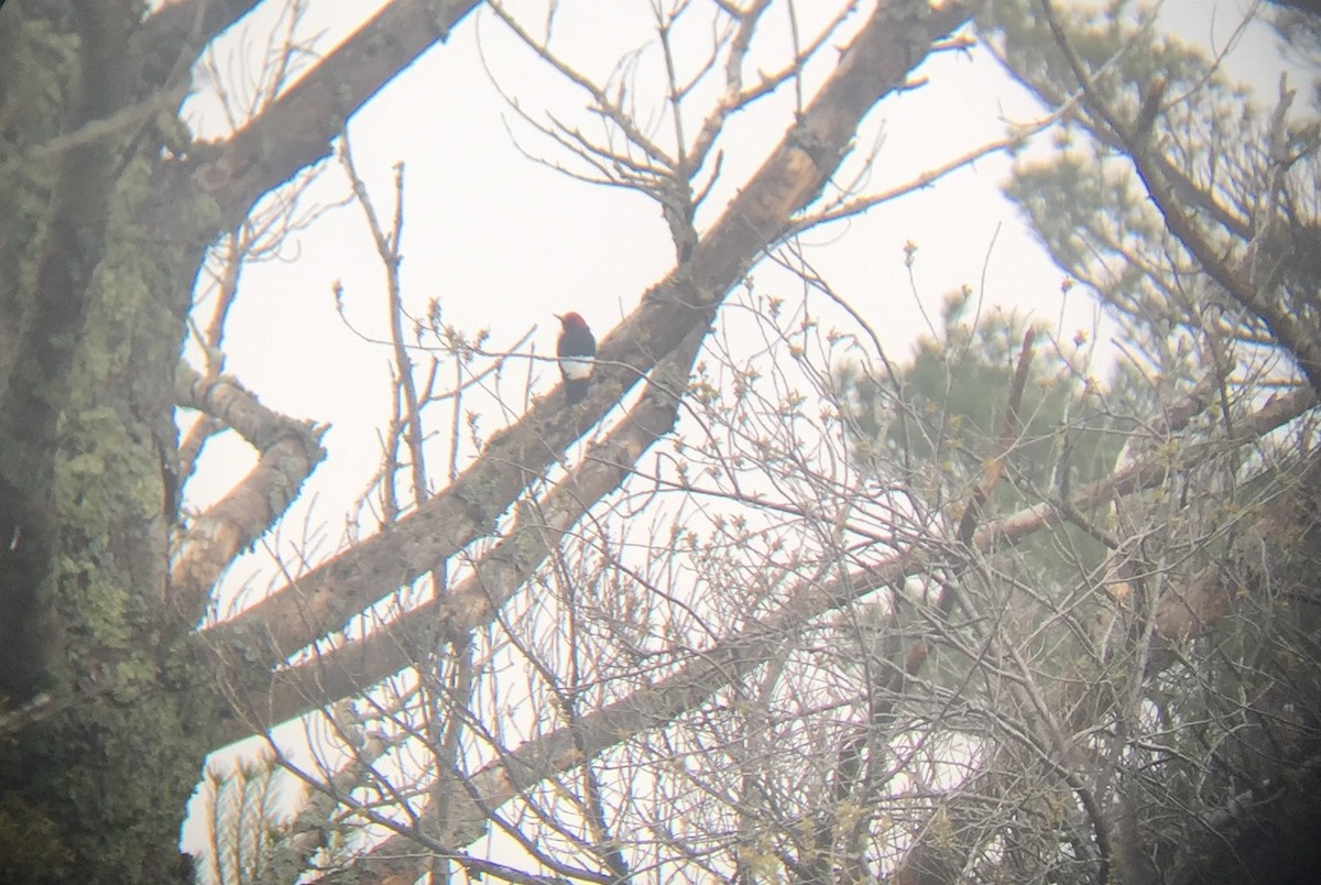 Red-headed Woodpecker - ML455386161