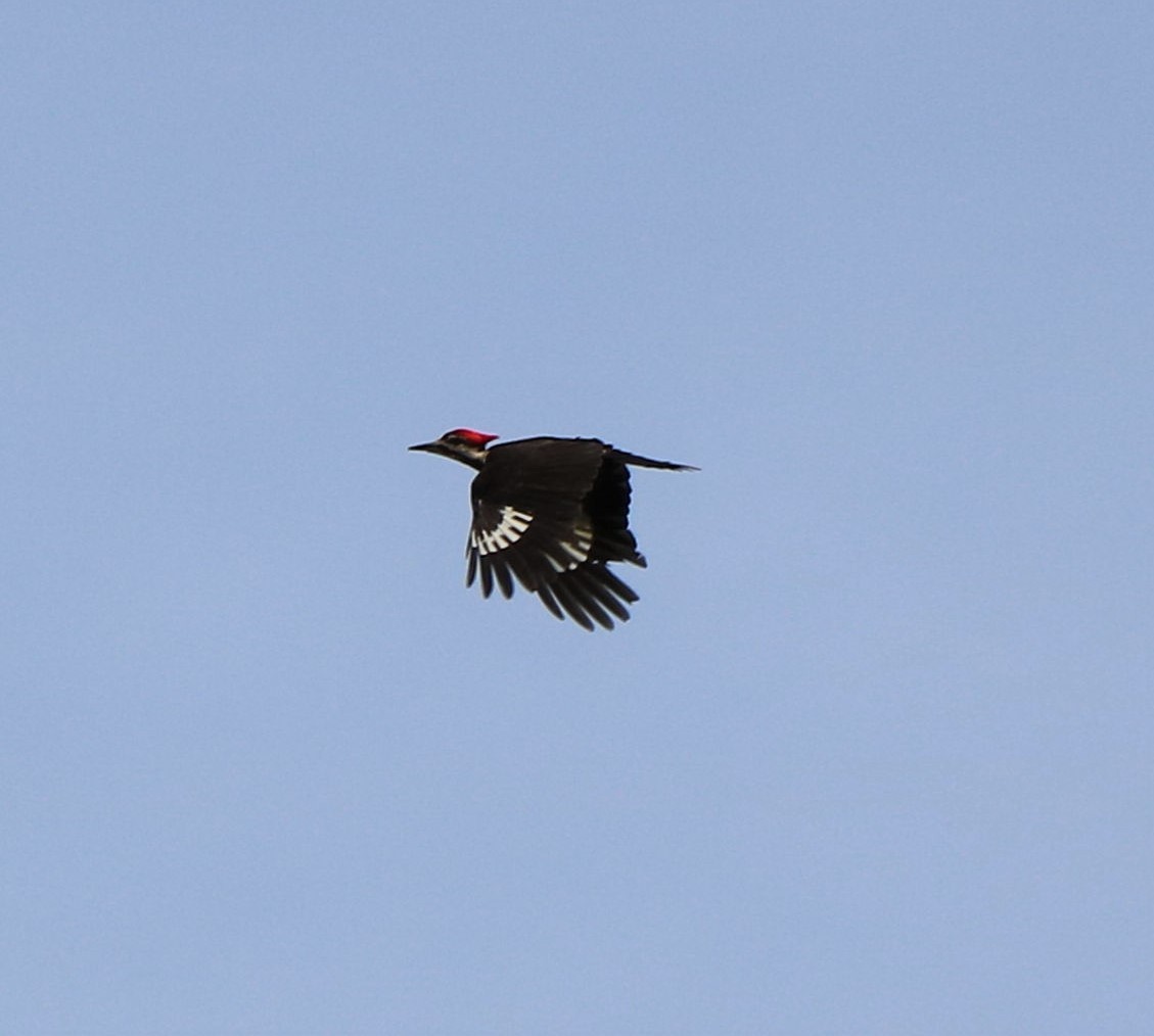 Pileated Woodpecker - Lisa Maier