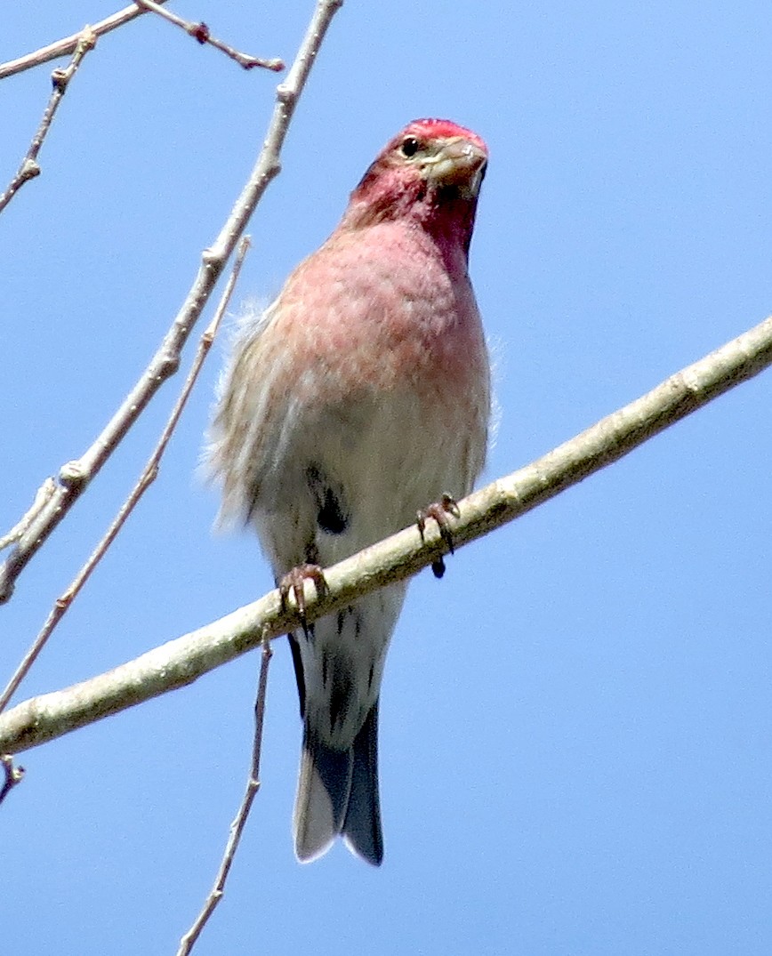 Cassin's Finch - Jamie Simmons