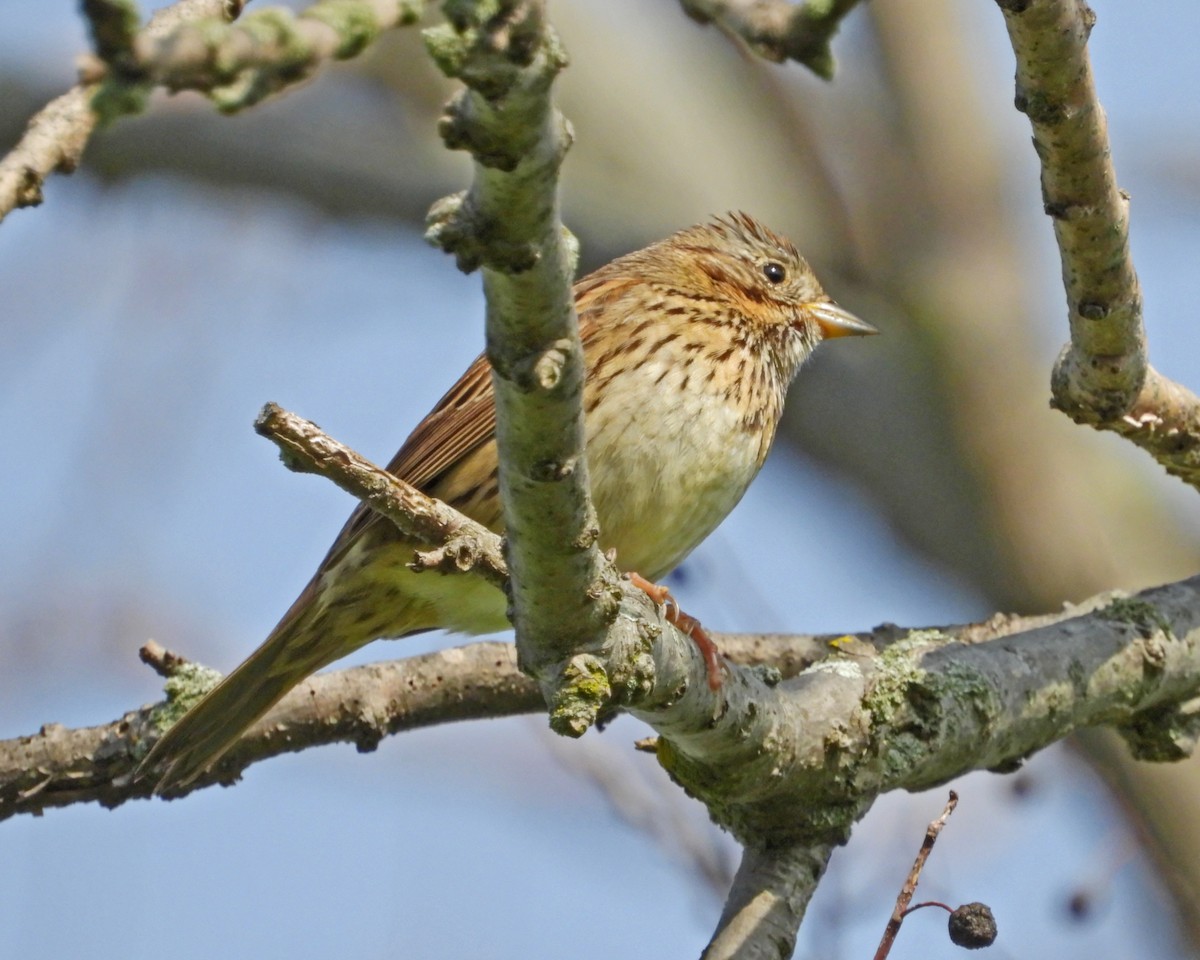 Lincoln's Sparrow - Aubrey Merrill