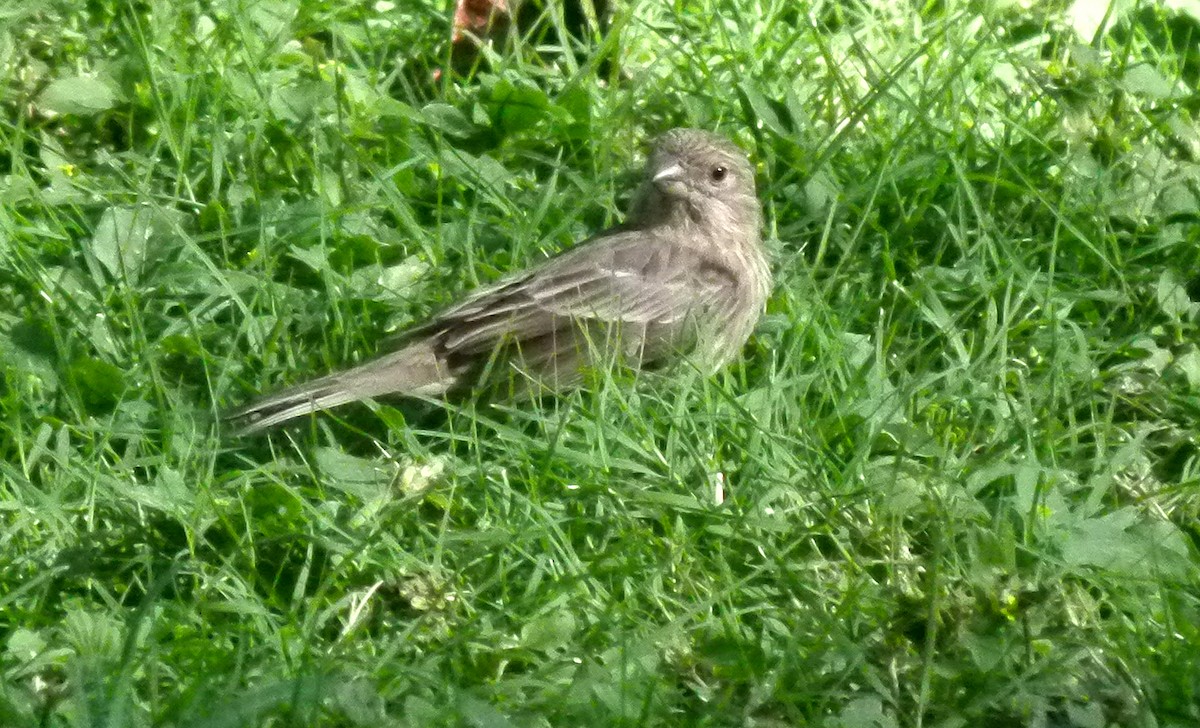 House Finch - ML455387161