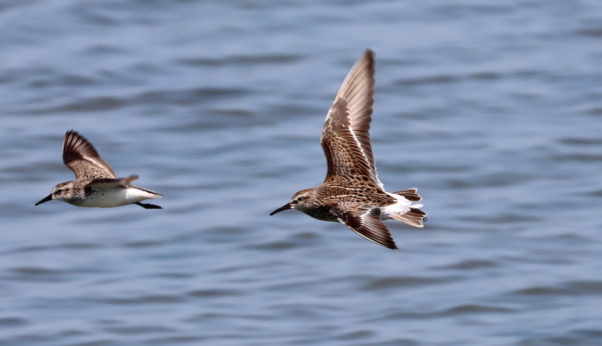 White-rumped Sandpiper - Stefan Mutchnick