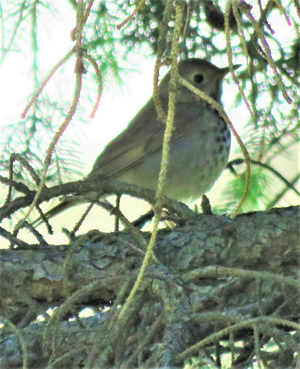 Hermit Thrush - ML455387421