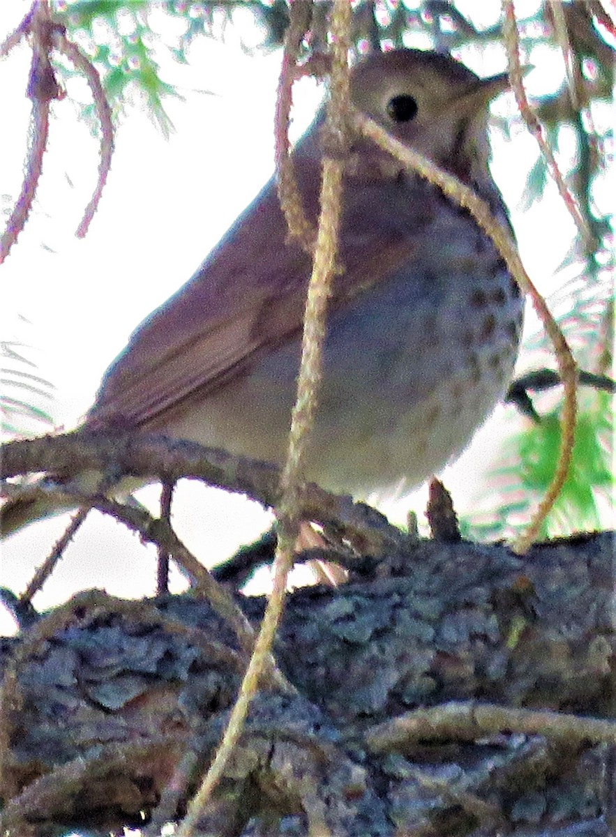 Hermit Thrush - ML455387431